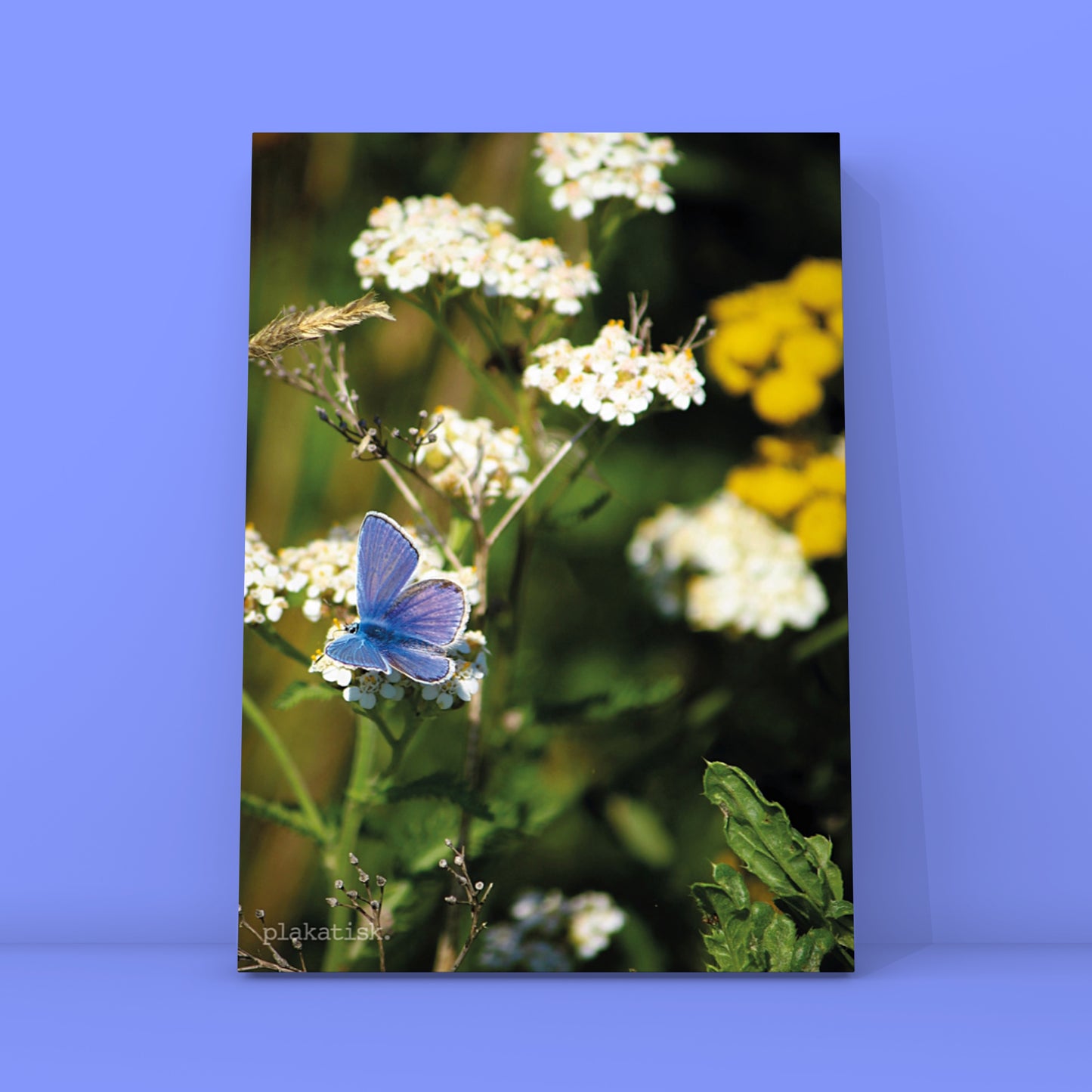 Den blå sommerfugl - Plakatisk