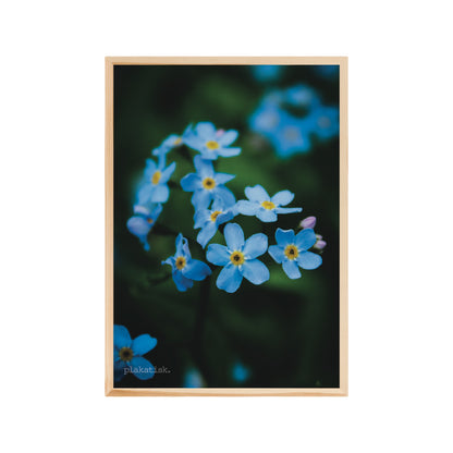 Blå blomster - Plakatisk
