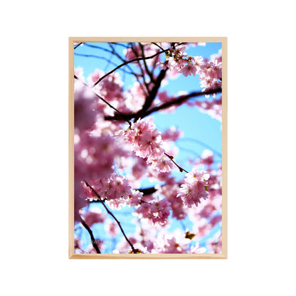 Sakura - Plakatisk