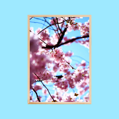 Sakura - Plakatisk