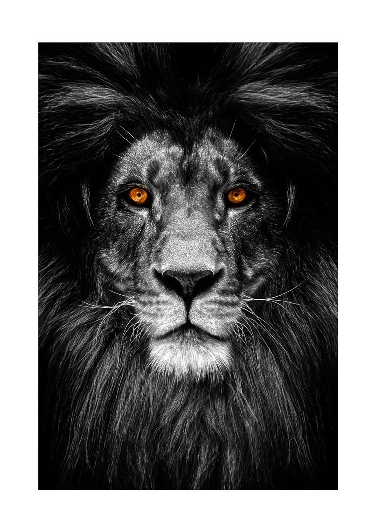 Løve Plakat - Plakater