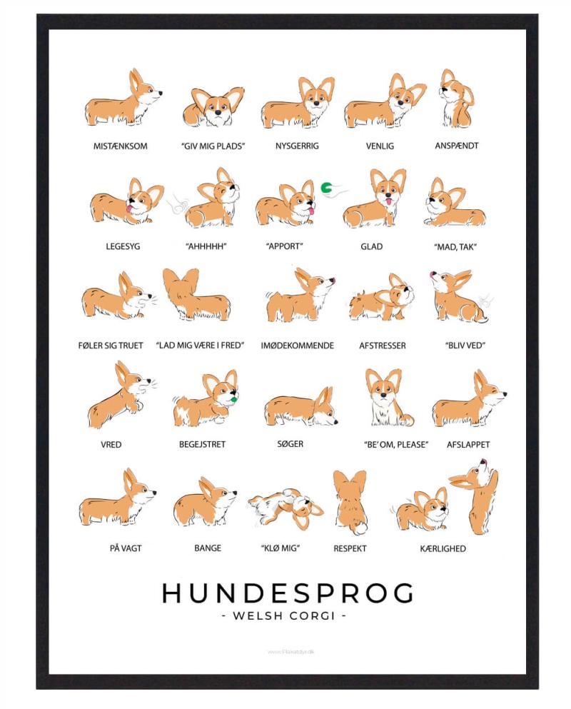 Welsh Corgi Cardigan Hundesprog Plakat - Humor til Hjemmet
