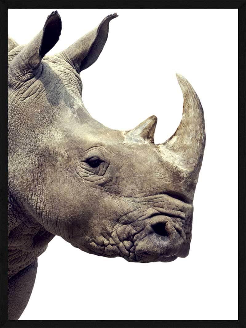 Næsehorn Plakat - Postersbyus Plakater