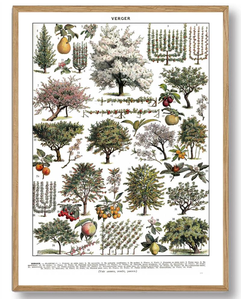 Adolphe Millot Frugthave - Plakatdyr.dk Plakater