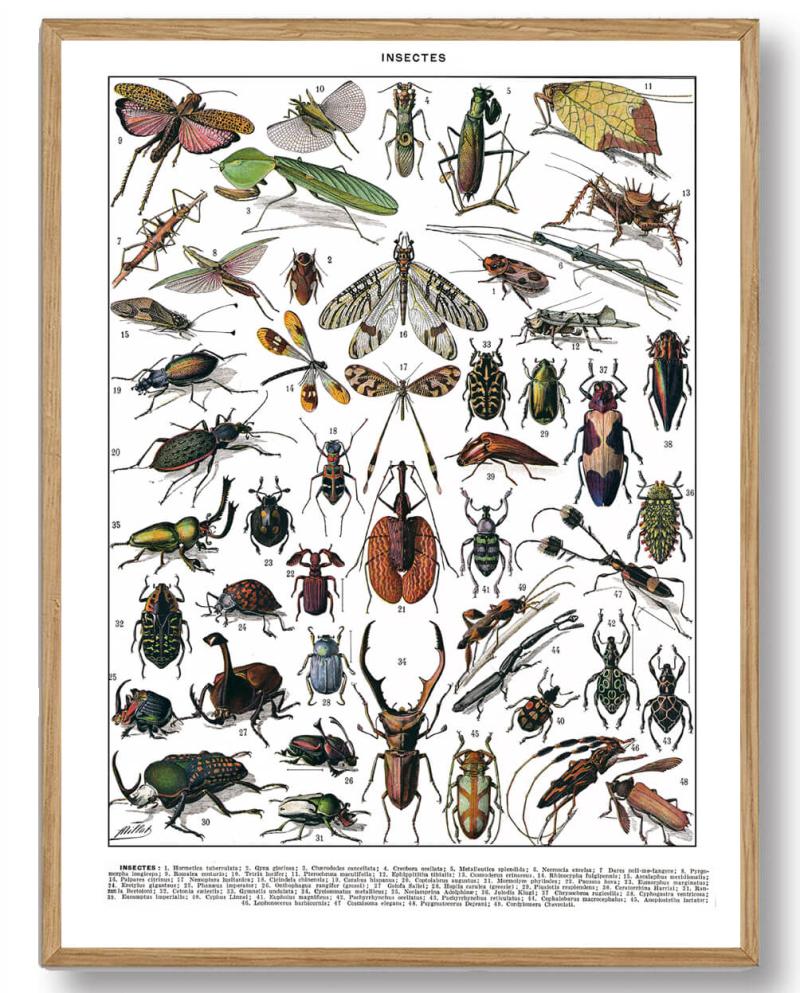 Adolphe Millot Insekter - Plakatdyr.dk Plakater