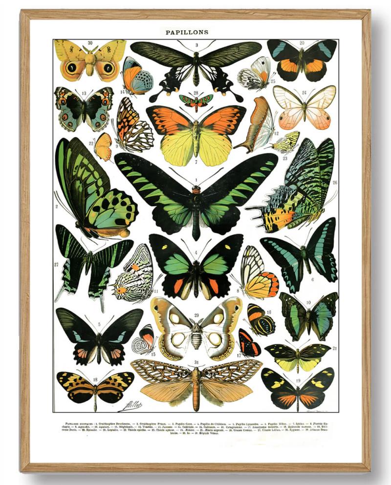 Adolphe Millot Sommerfugle - Plakatdyr.dk Plakater