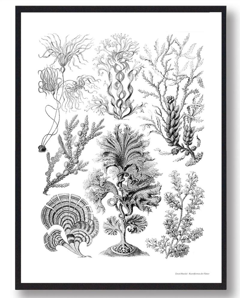 Alger Plakat - Unik Plakat fra Plakatdyr.dk