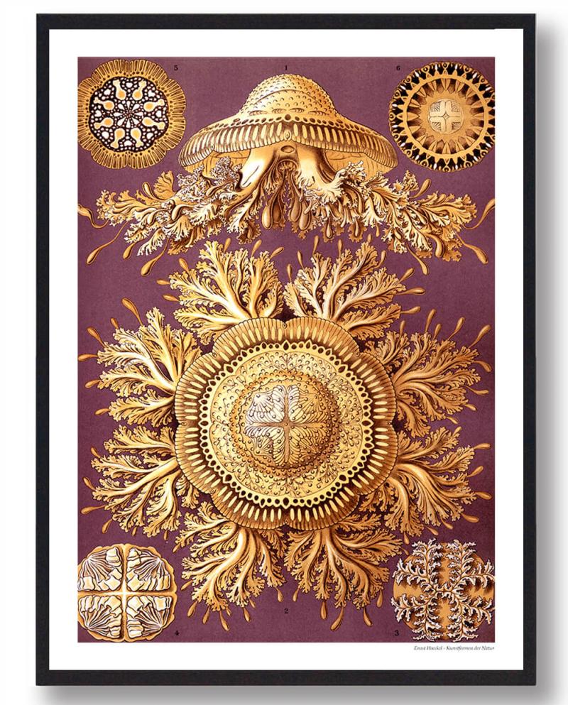 Naturplakat – Fantastiske Dyreliv Motiver til Dit Hjem