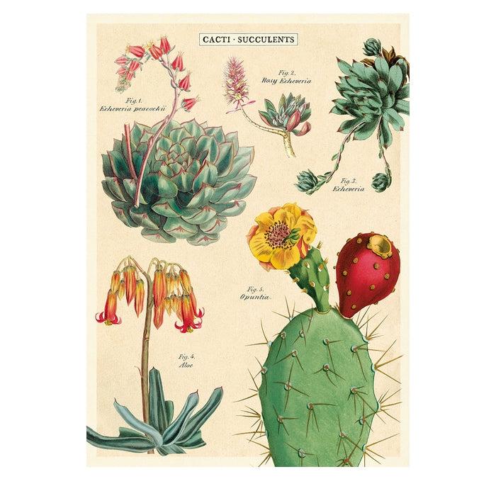 Plakat Kaktus Sukkulenter 50x70cm Cavallini - Cavallini Plakater