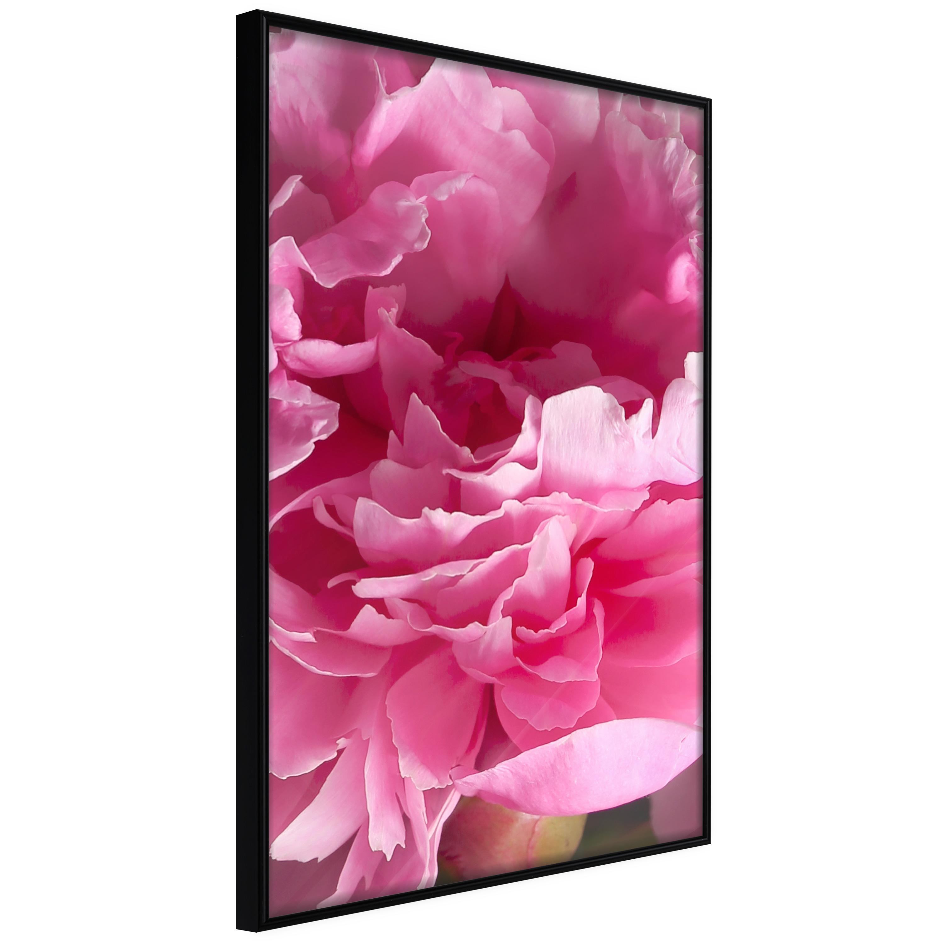 Sort Plakat Beautiful Peonies Ramme - Boligcenter Plakater  - 5904419693097