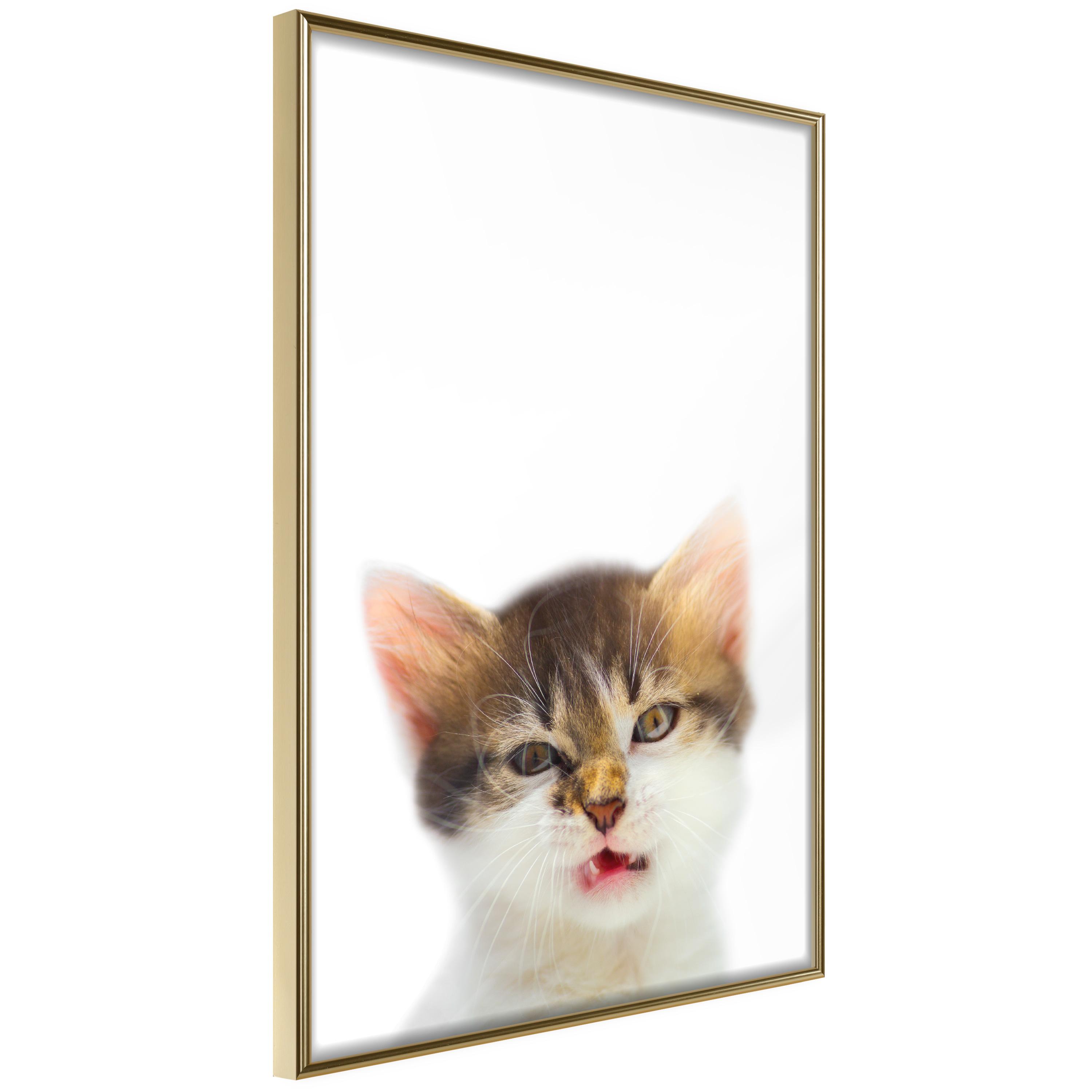 Plakat Vexed Cat Guldramme - Boligcenter Plakater  - 5901493699762