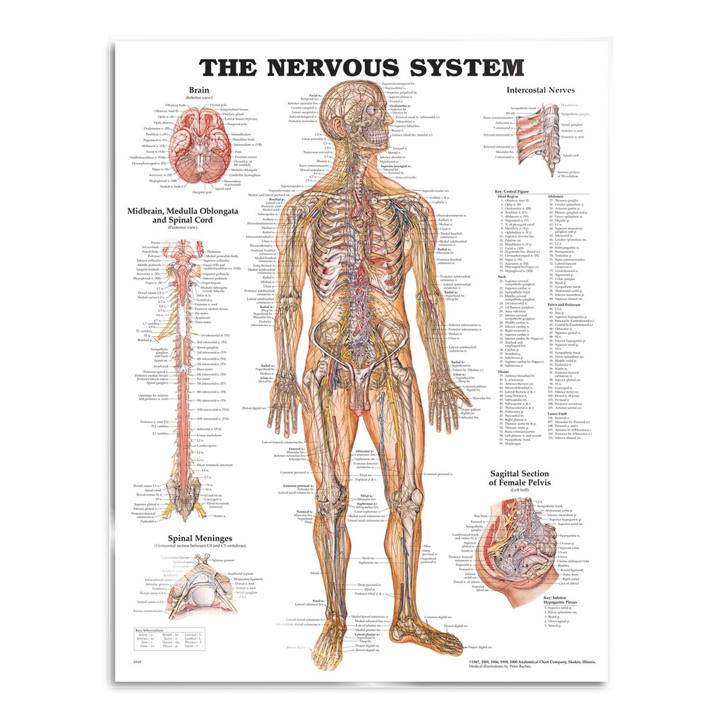 Anatomi Plakat Nerver - Plakater  - 9781975214326