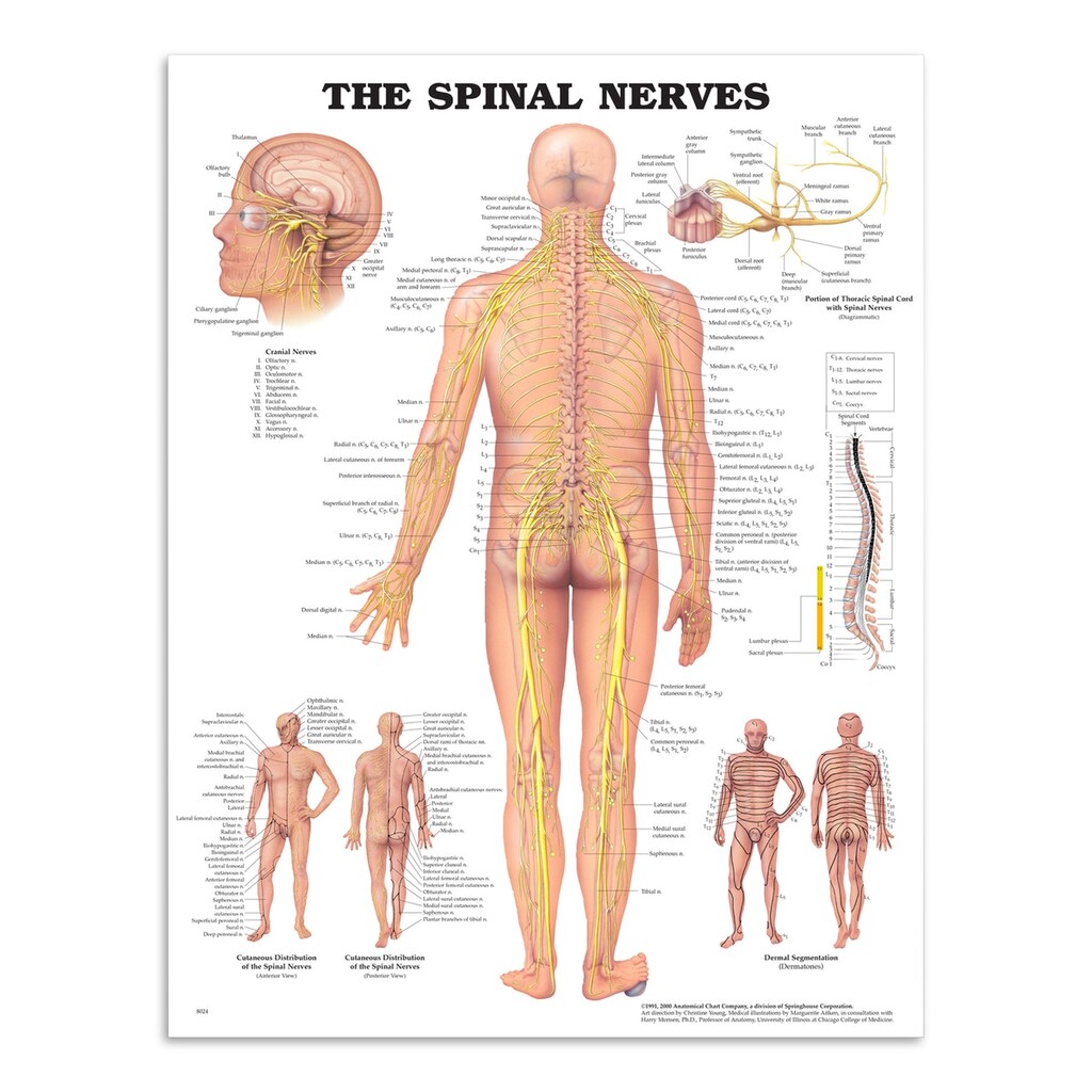 Anatomi Plakat Spinal Nerver - Plakater - 9781587792052