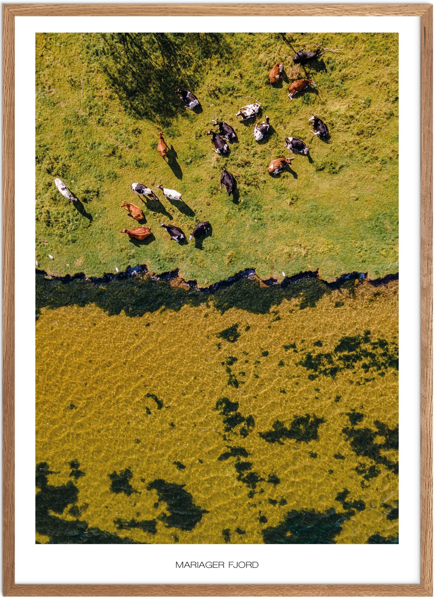 Plakat Mariager Fjord Naturplakat Plakater Nordjylland Plakat Plakatsnedkeren Drone Plakater - Plakatsnedkeren Plakater