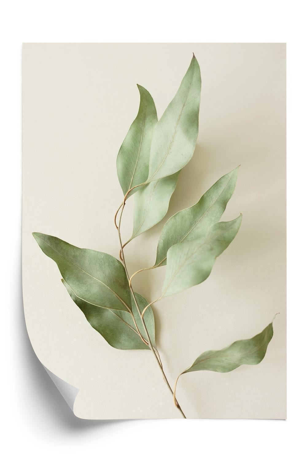 Plakat Tørre Eukalyptusblade - Doboxa Plakater