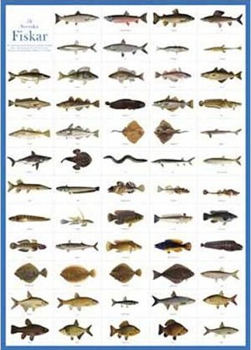 Fiske Plakat Svenska Fiskar 50x70 - Hjelm Forlag Plakater  - 7393182007251