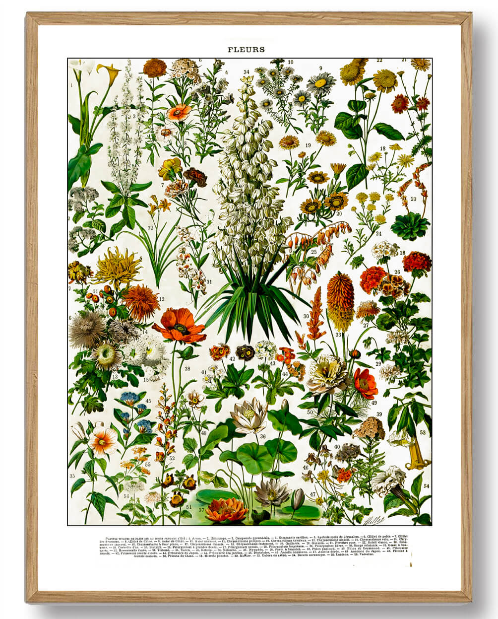 Adolphe Millot Blomster - Plakatdyr.dk Plakater