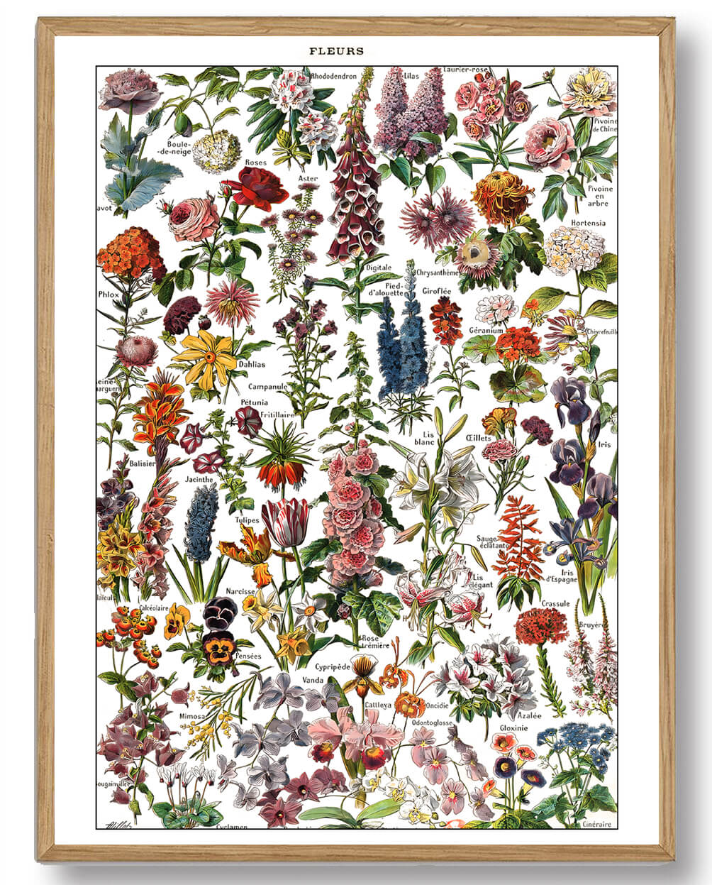 Adolphe Millot Botanik - Plakatdyr.dk Plakater