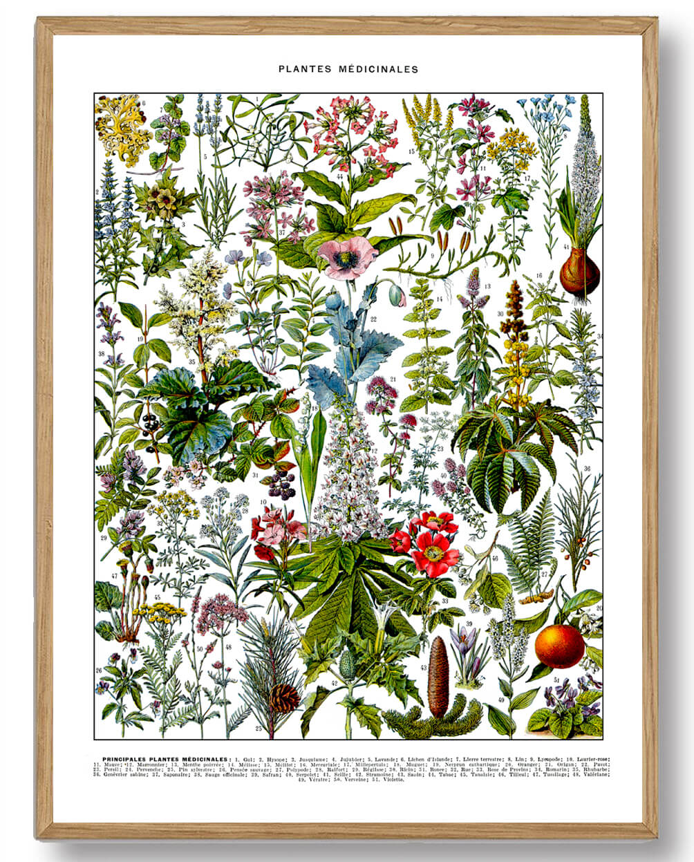 Adolphe Millot Lægeplanter - Plakatdyr.dk Plakater