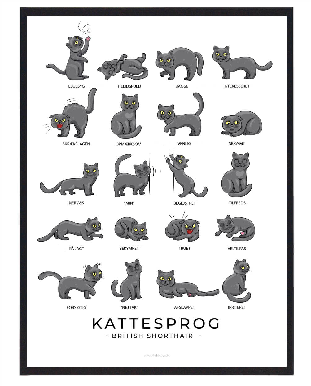 Kattesprog British Shorthair Plakat - Plakatdyr.dk Plakater
