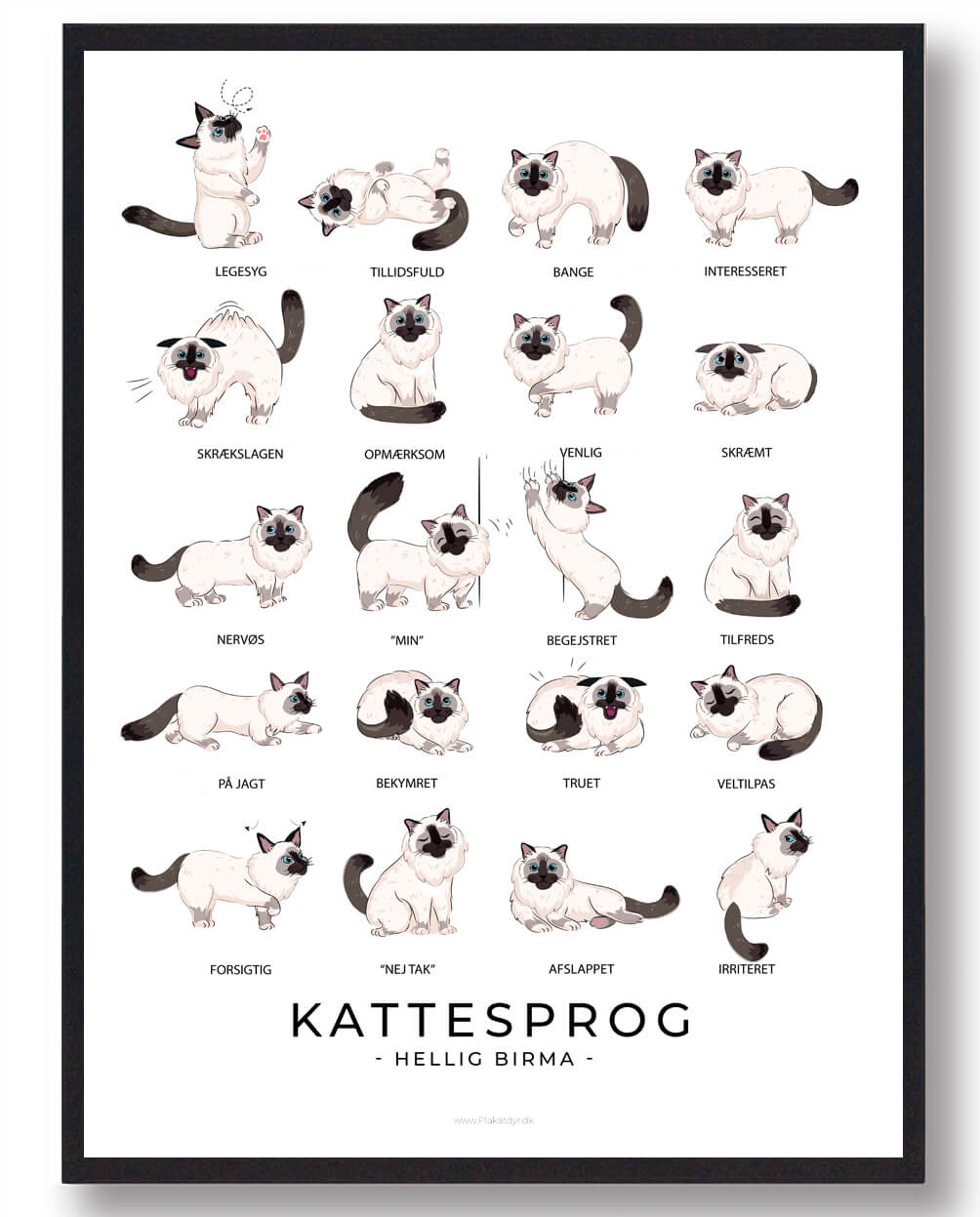 Kattesprog Hellig Birma Katte Plakat - Plakatdyr.dk Plakater