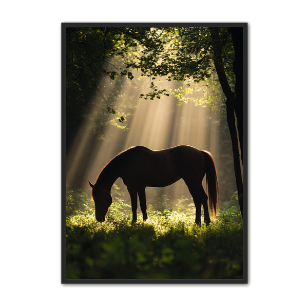 Hest Plakat Solstråler Skovens Stilhed - Plakat Portalen Plakater