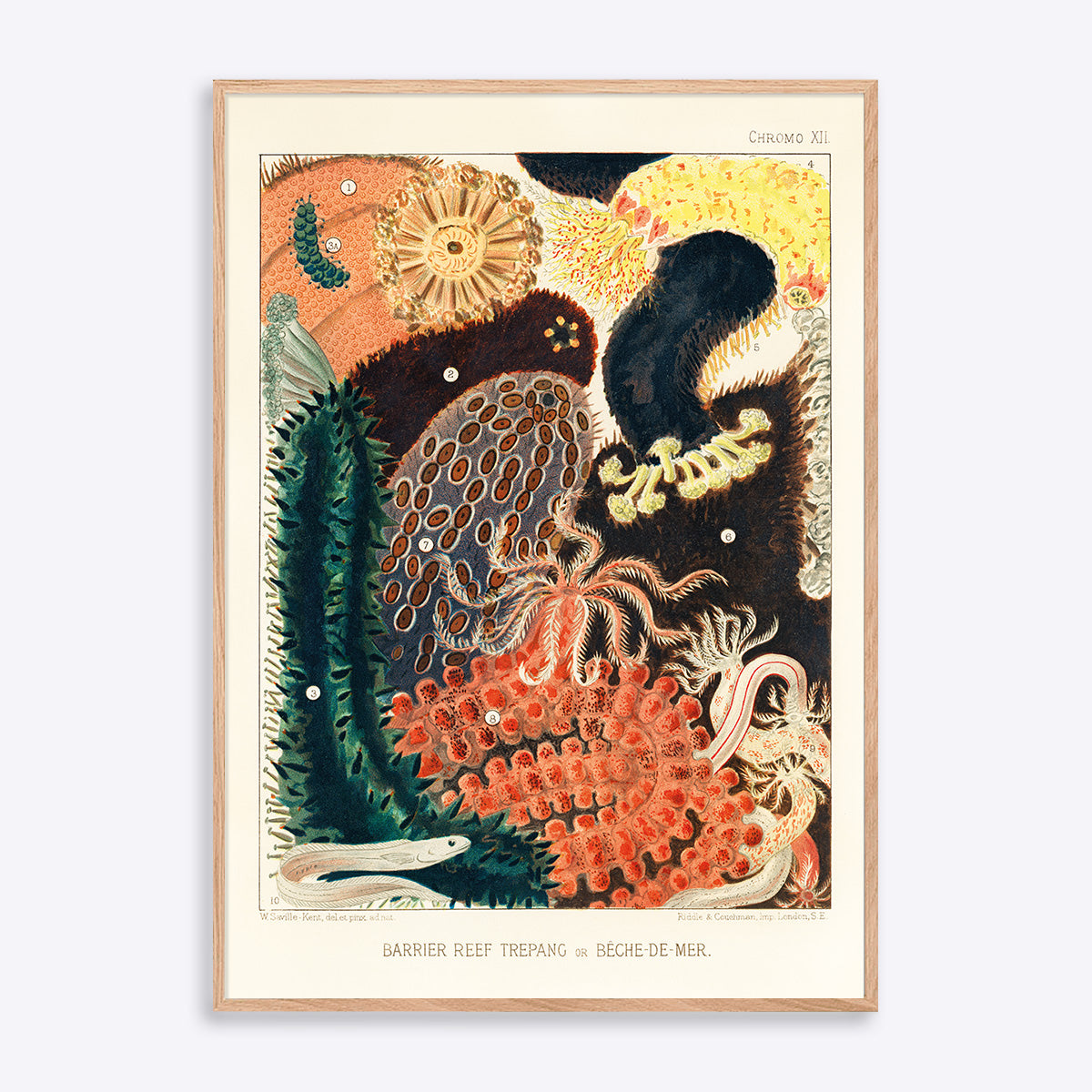 Barrier Reef Trepang - Poster Society Plakater