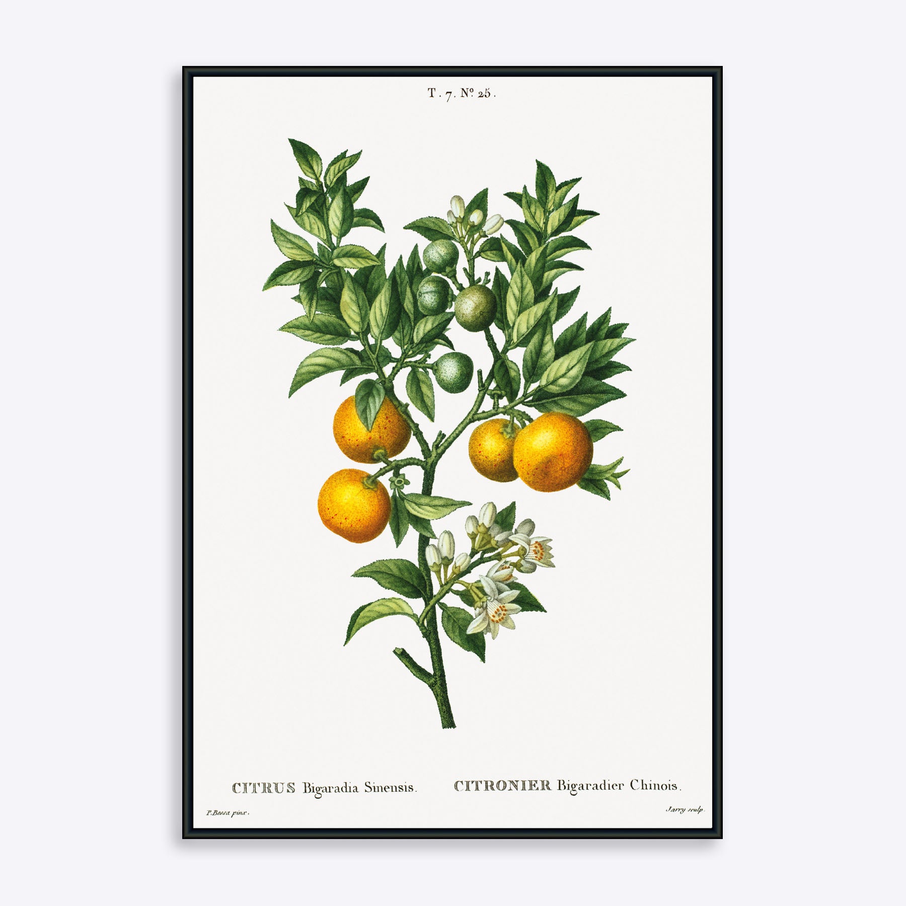 Citrus Bigaradia Sinensis - Poster Society Plakater
