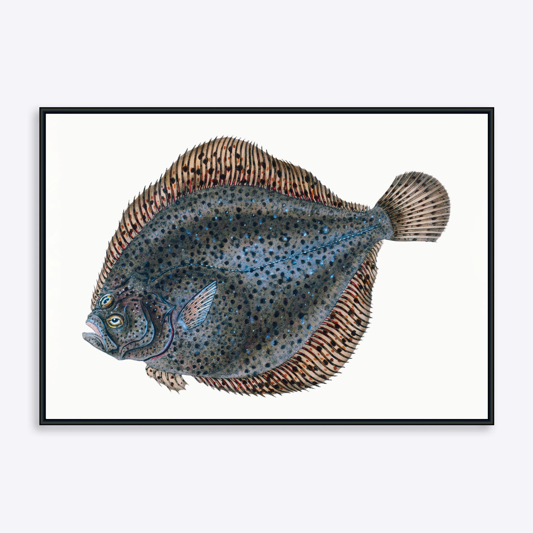 Flatfish - Poster Society Plakater