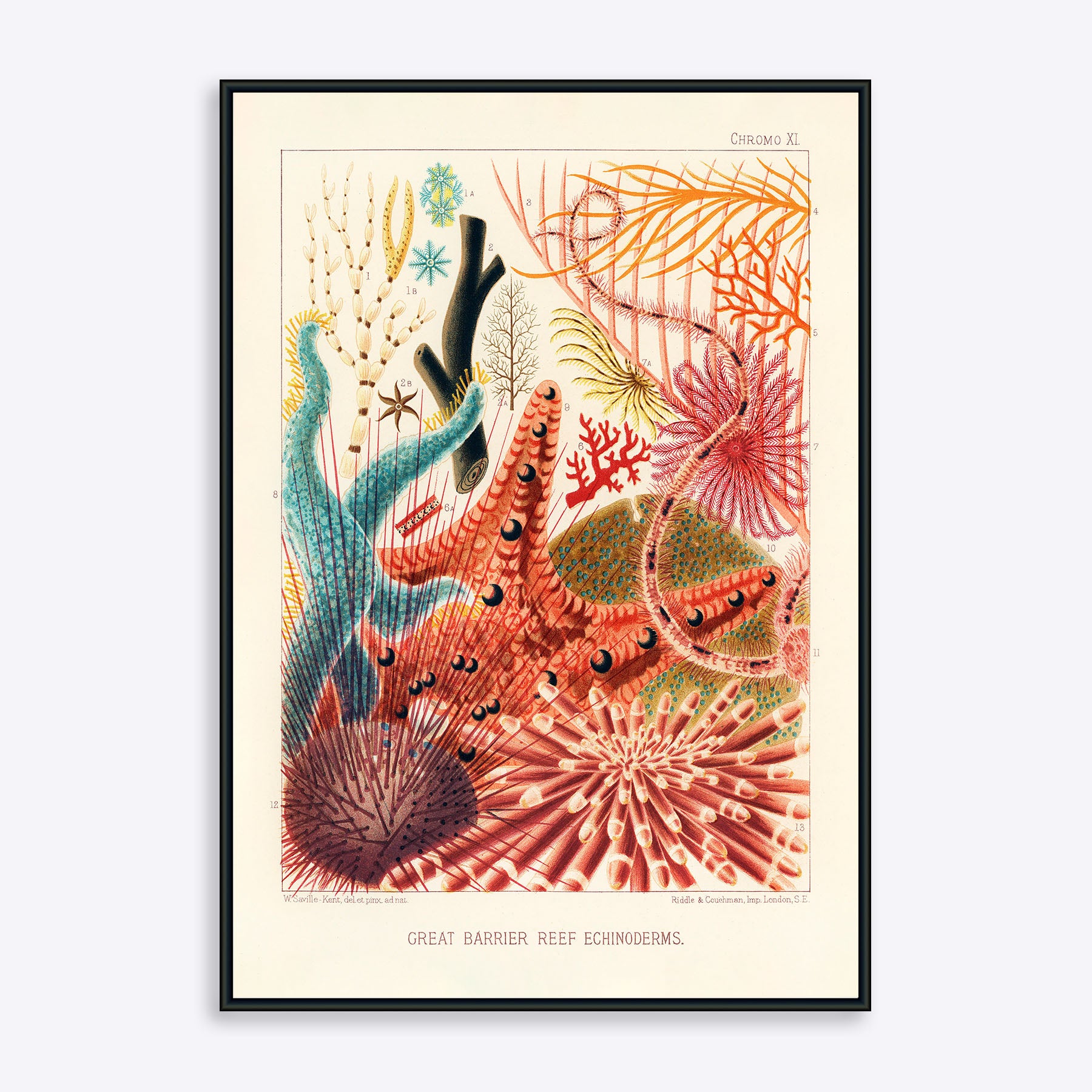 Great Barrier Reef Echinoderms - Poster Society Plakater