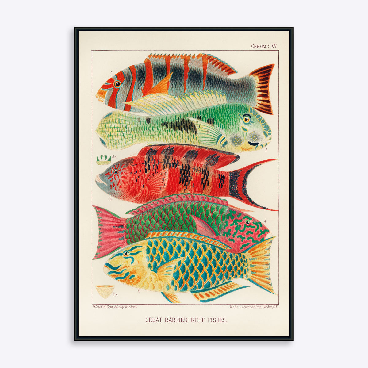 Great Barrier Reef Fishes - Poster Society Plakater