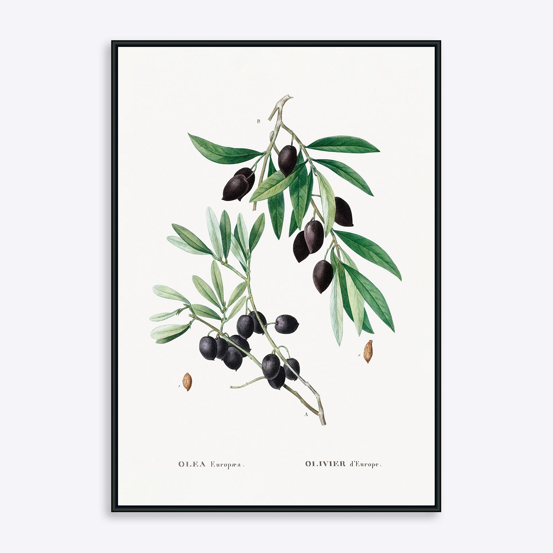 Olive Branch - Poster Society Plakater