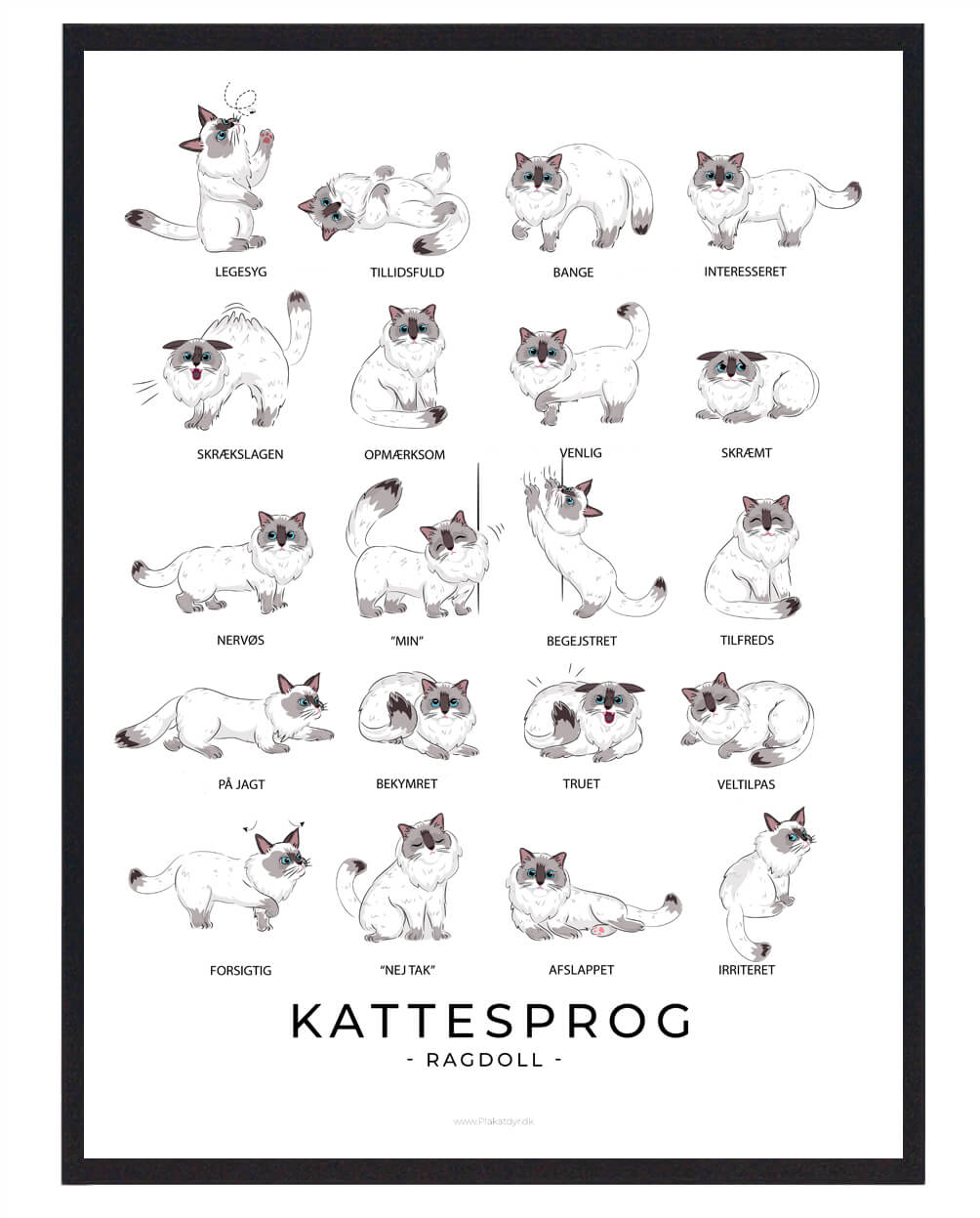 Kattesprog Ragdoll Katte Plakat - Plakatdyr.dk Plakater