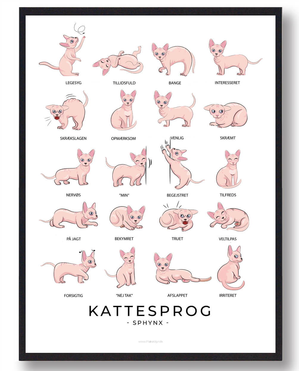Kattesprog Sphynx Katte Plakat - Plakatdyr.dk Plakater