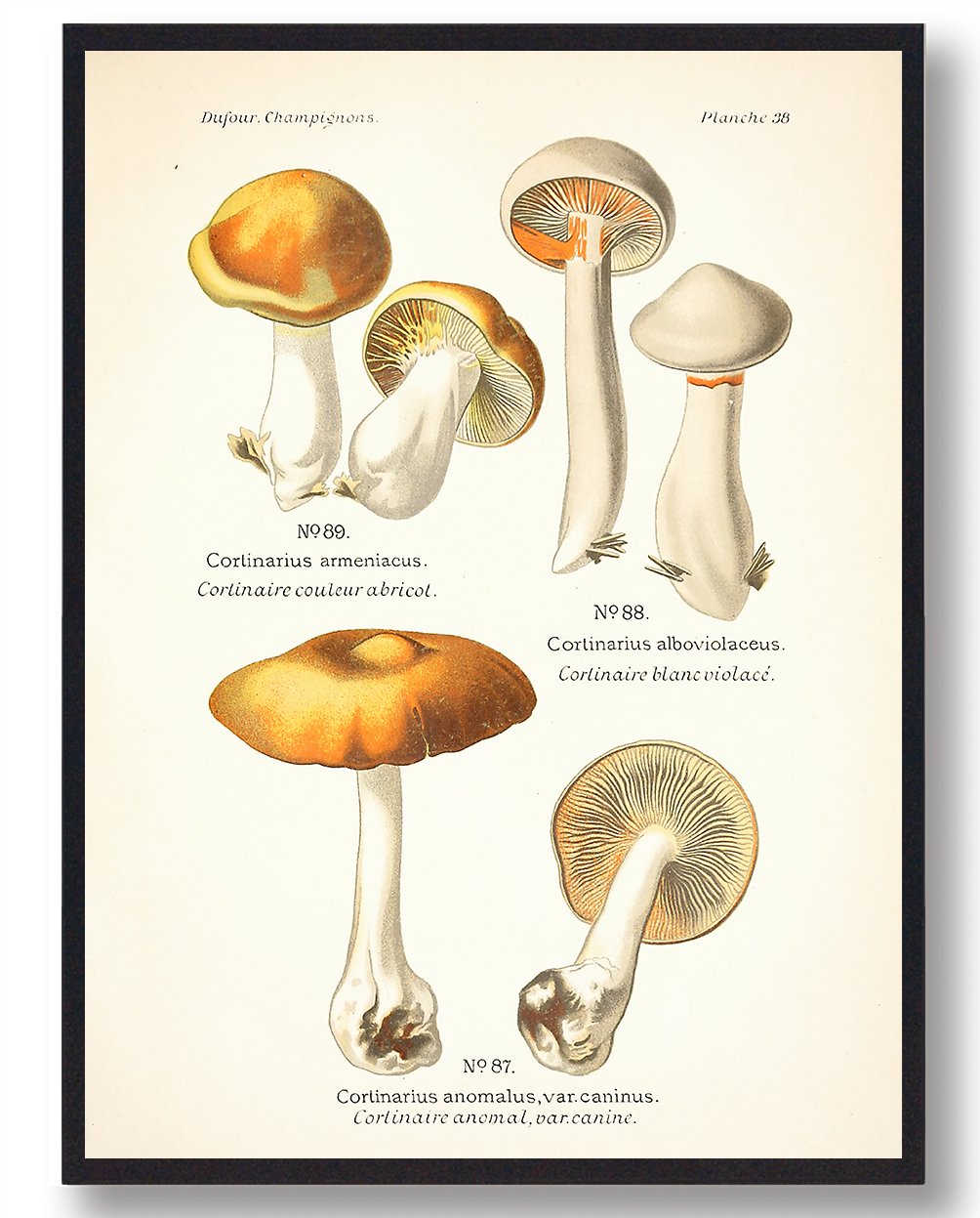 Abrikos Slørhat Svampe Plakat - Plakatdyr.dk Plakater