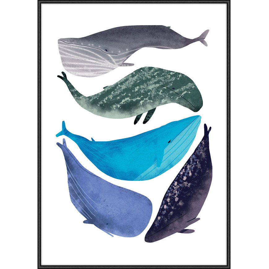 Cetacea Plakat 50x70 - Incado Plakater