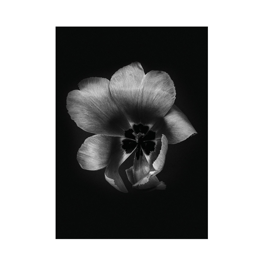 Tulip Life Plakat 50x70 - Incado Plakater