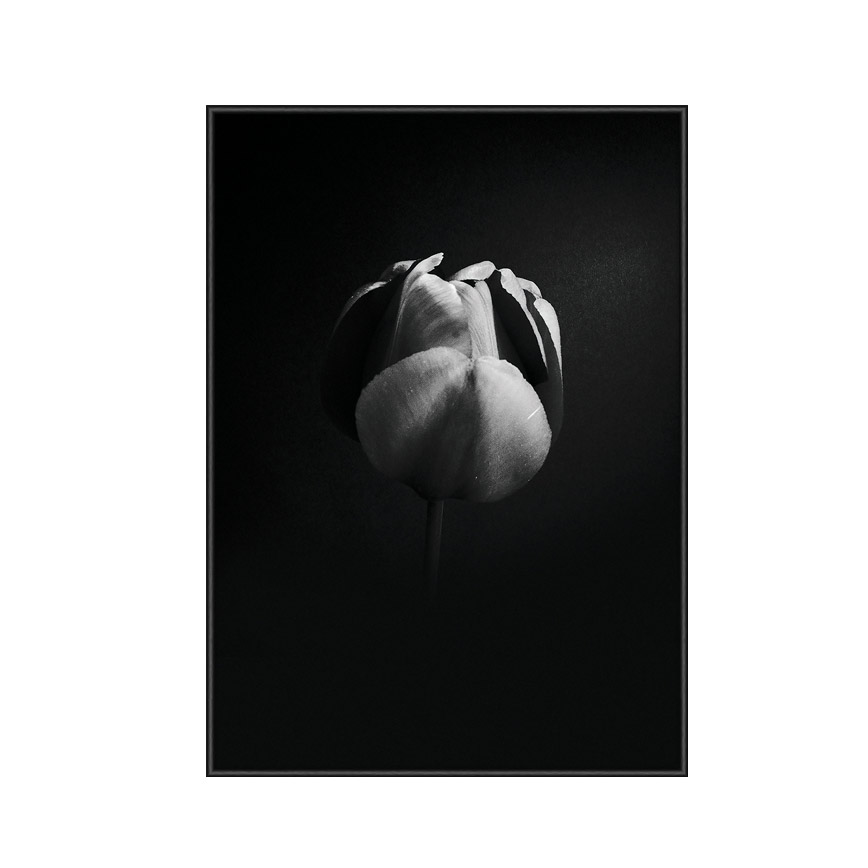 Tulip Life Plakat 30x40 - Incado Plakater  - 5706894861202
