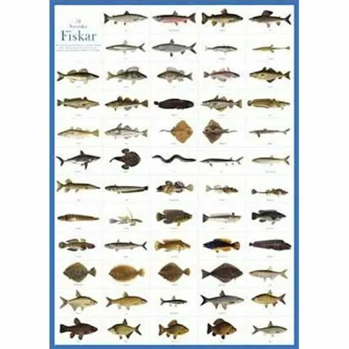 Svenska Fiskar Plakat - Hjelm Förlag Plakater  - 7393182007251