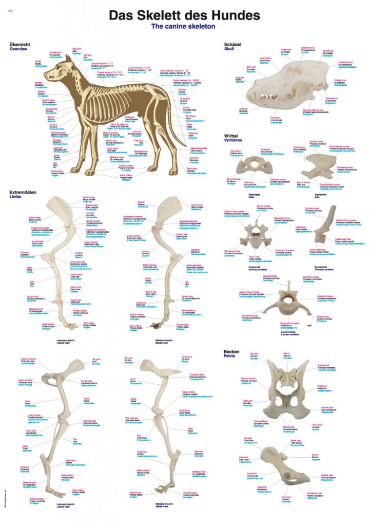 Hundeskelet 50x70cm Plakat - Erler-zimmer Plakater  - 4250395304757