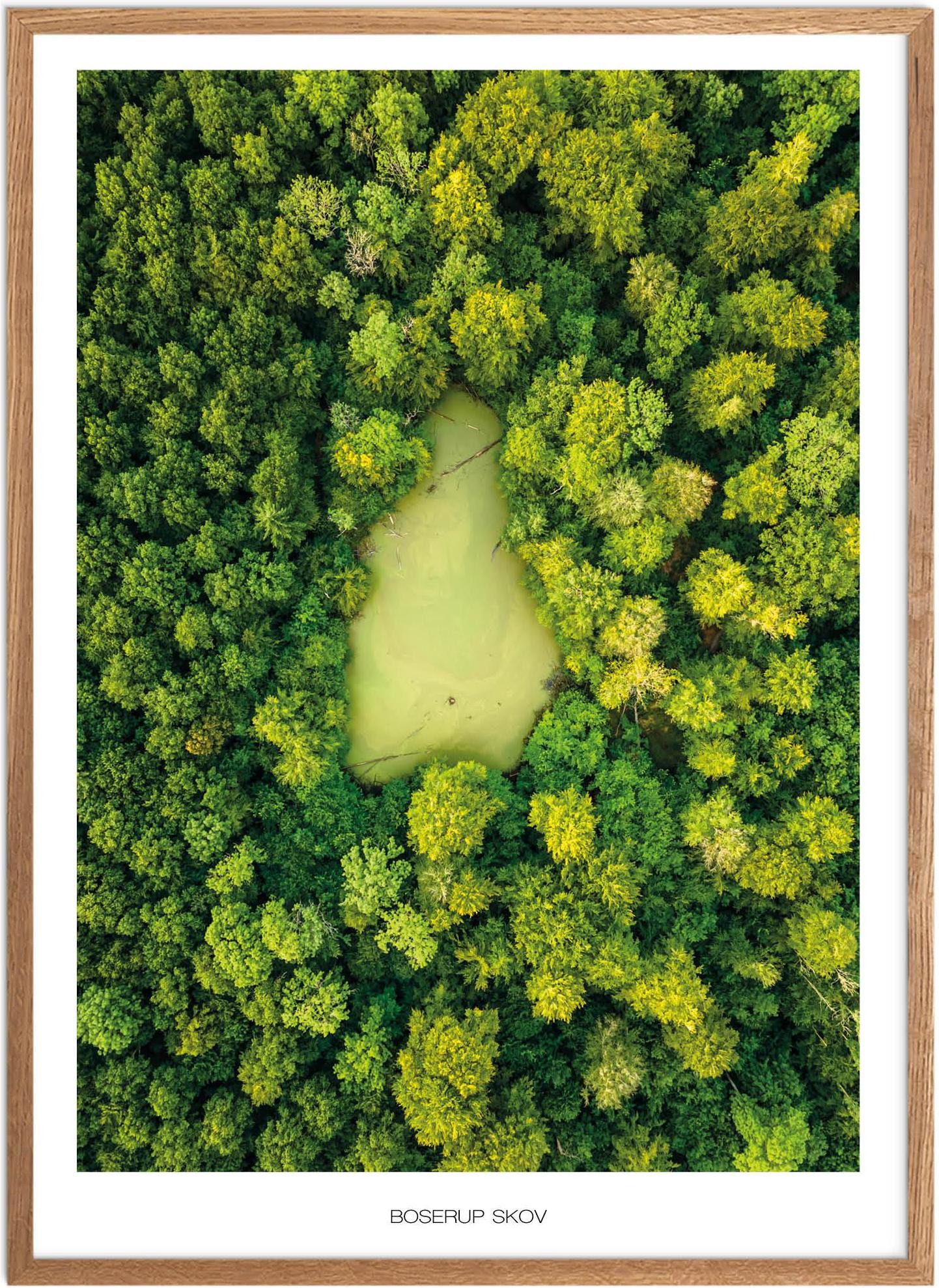 Plakat Boserup Skov Plakat Naturplakat Plakater Nordsjælland Plakat Plakatsnedkeren Plakater Østsjælland - Plakatsnedkeren Plakater