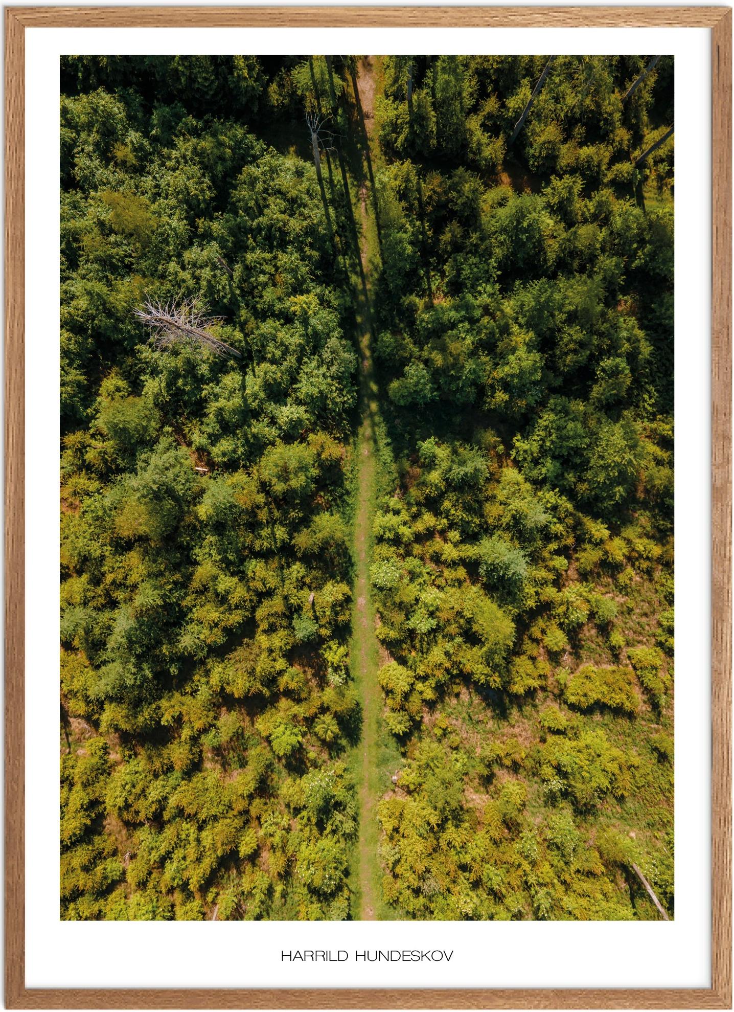 Plakat Harrild Hundeskov Naturplakat Recommended Products Seguno Plakat Plakatsnedkeren Drone Plakater - Plakatsnedkeren Plakater
