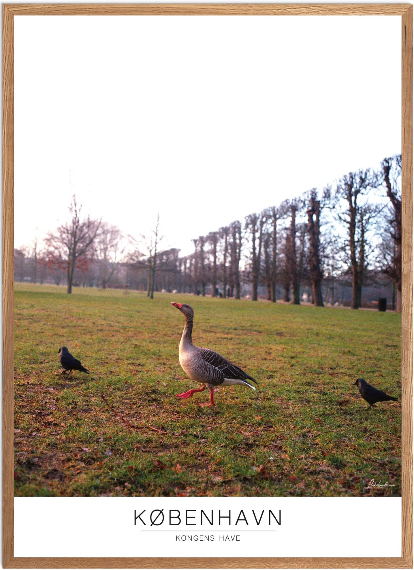 Plakat Kongens Have Naturplakat Recommended Products Seguno Plakat Plakatsnedkeren - Plakatsnedkeren Plakater