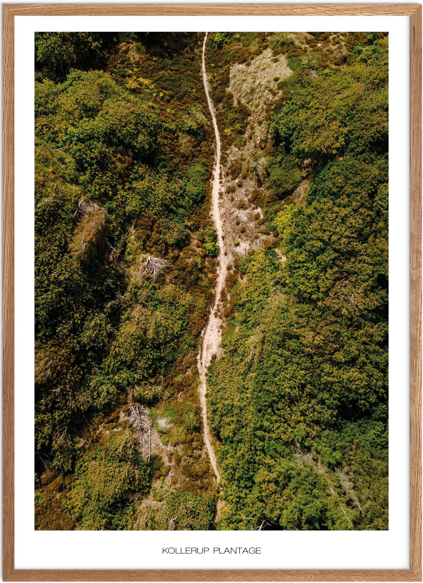 Plakat Kollerup Plantage Naturplakat Plakater Nordjylland Plakat Plakatsnedkeren Drone Plakater - Plakatsnedkeren Plakater