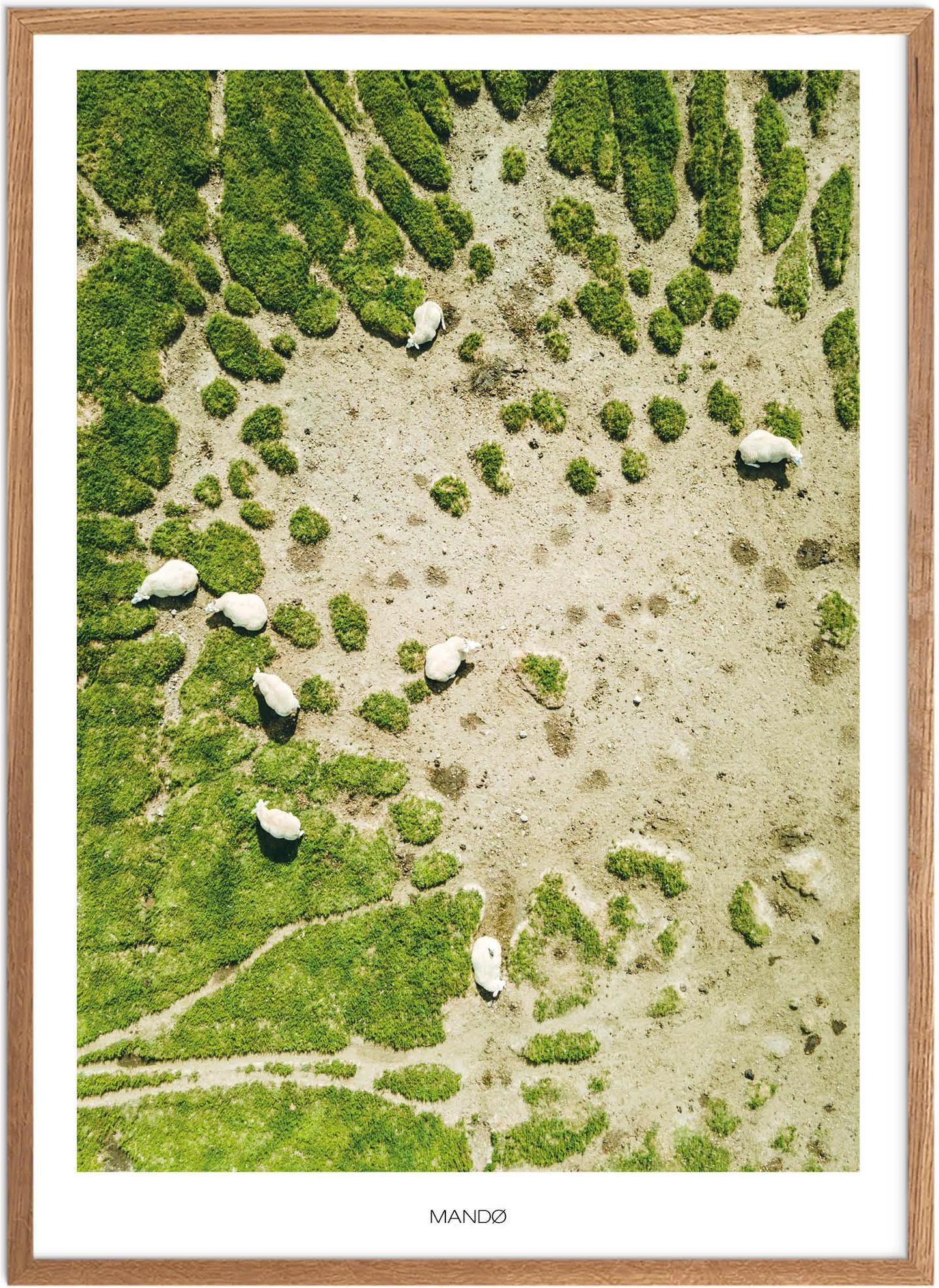 Plakat Mandø Får Naturplakat Plakater Sydjylland Plakat Plakatsnedkeren Drone Plakater - Plakatsnedkeren Plakater
