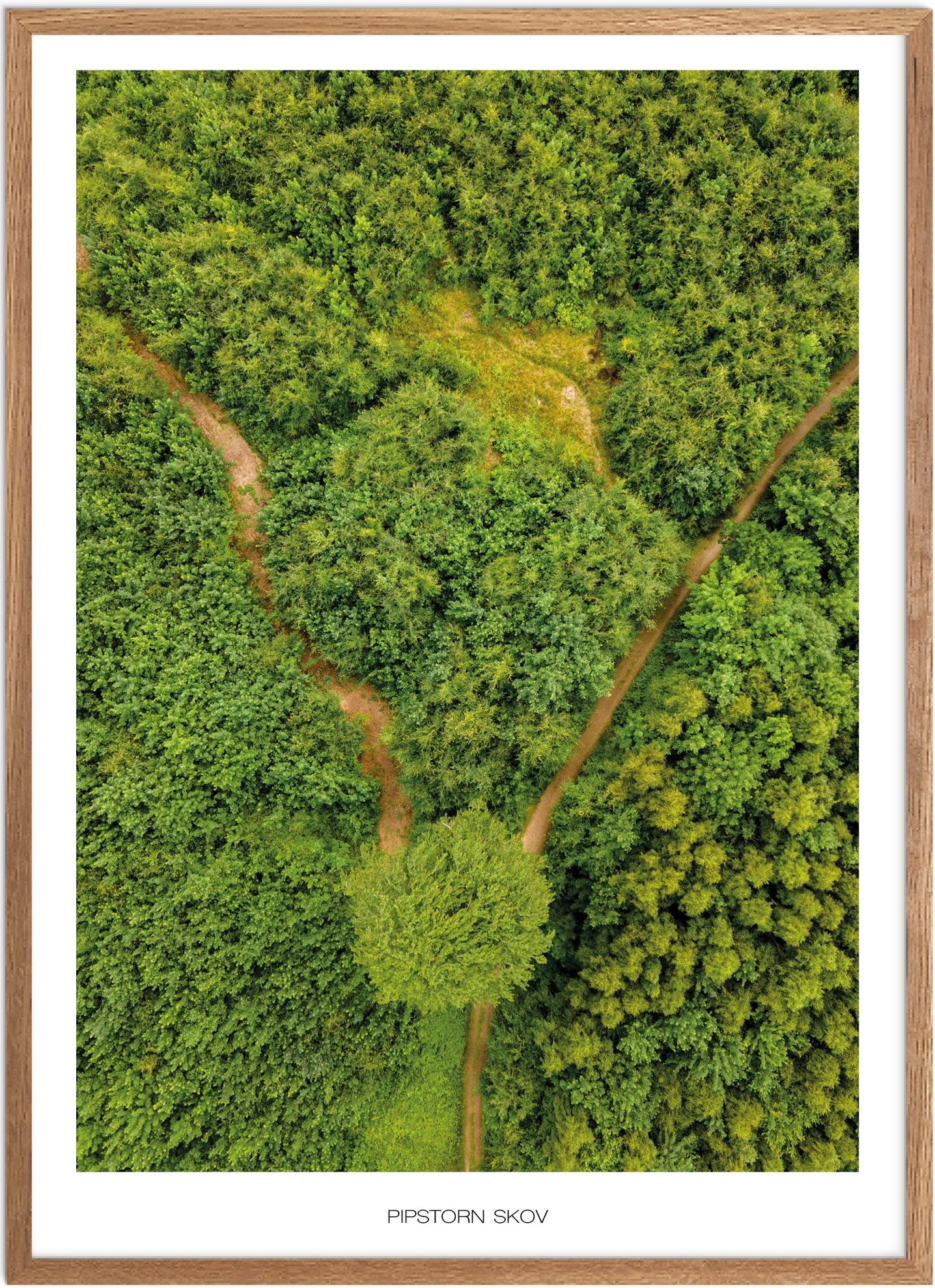 Plakat Pipstorn Skov Naturplakat Plakater Fyn Plakat Plakatsnedkeren Drone Plakater - Plakatsnedkeren Plakater