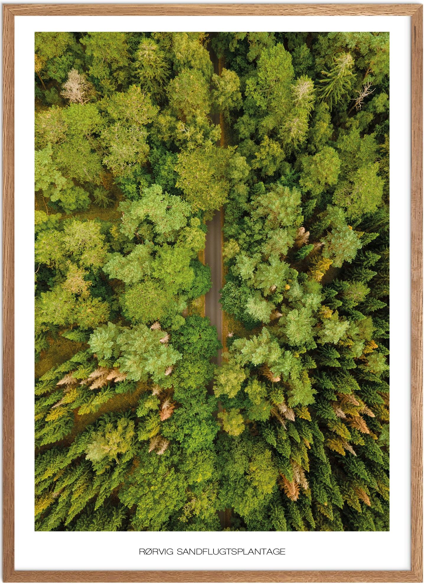 Plakat Rørvig Sandflugtsplantage Naturplakat Plakater Vestsjælland Plakat Plakatsnedkeren Plakater Odsherred - Plakatsnedkeren Plakater