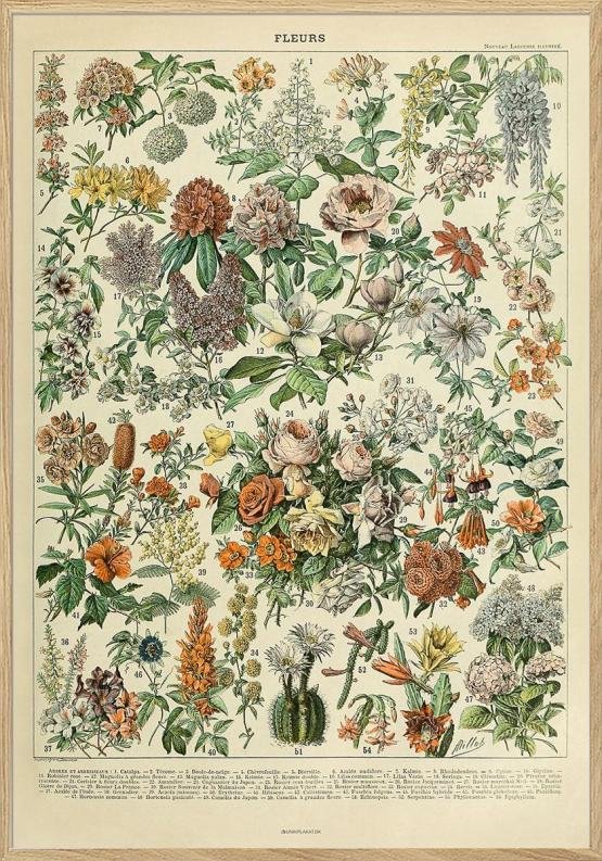 Adolphe Millot Fleurs Antik Plakat Med Blomster - Unikplakat.dk Plakater