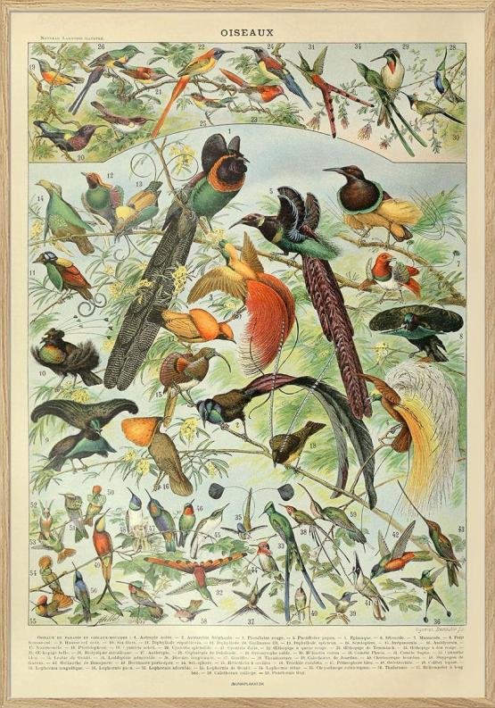 Adolphe Millot Oiseaux Plakat Med Fugle - Unikplakat.dk Plakater