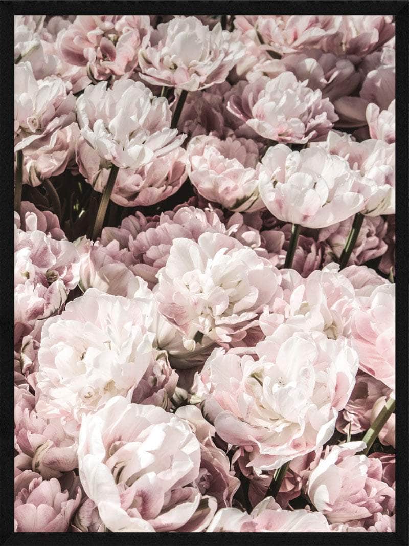 Blomst Plakat - Plakater